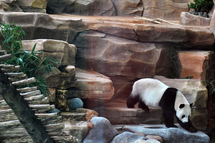 Menurut informasi panda raksasa akan diperkenalkan kepada masyarakat Indonesia secara resmi dibuka oleh Presiden Joko Widodo bulan November ini.
