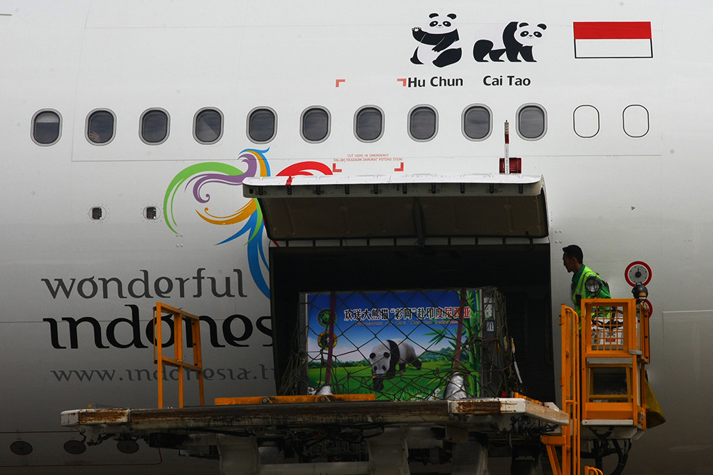 Panda jantan Cai Tao dan panda betina Hu Chun tiba di Indonesia pada 28 September 2017 lalu.
