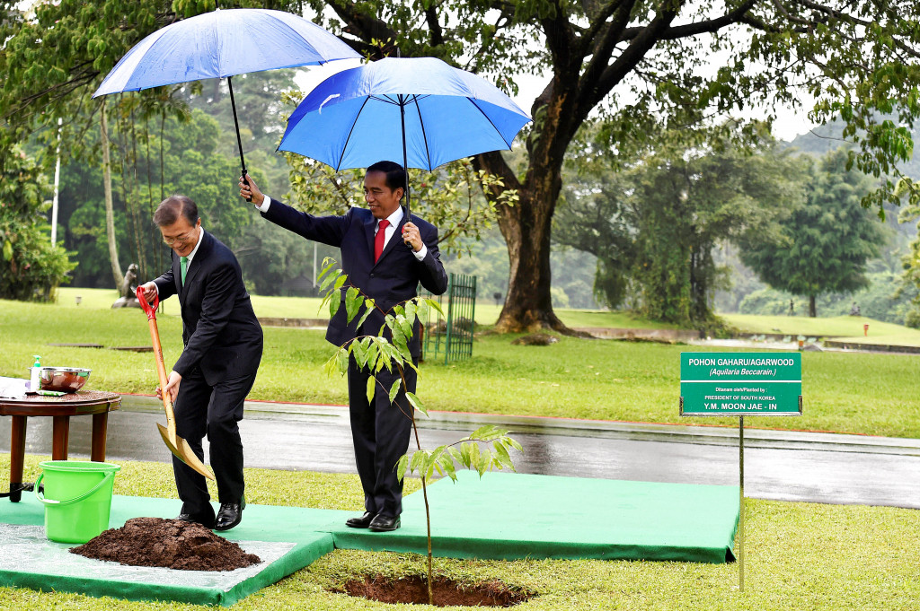 Presiden Joko Widodo memayungi Presiden Moon Jae-in saat menanam pohon Gaharu. Indonesia adalah salah satu mitra terpenting Korsel dalam forum APEC.