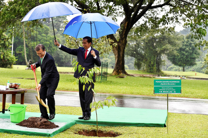 Presiden Joko Widodo memayungi Presiden Moon Jae-in saat menanam pohon Gaharu. Indonesia adalah salah satu mitra terpenting Korsel dalam forum APEC.
