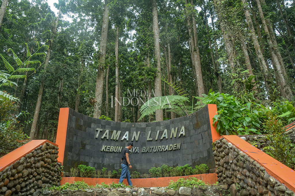 Sejumlah sudut Kebun Raya Baturraden, Banyumas, Jawa Tengah asyik digunakan untuk berswafoto.