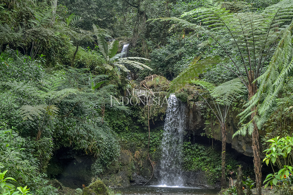 Kebun raya yang terletak di lerang selatan Gunung Slamet itu menyajikan beragam spot di antaranya adalah taman anggrek, taman bunga, hutan dengan pepohonan tinggi dan lainnya. 