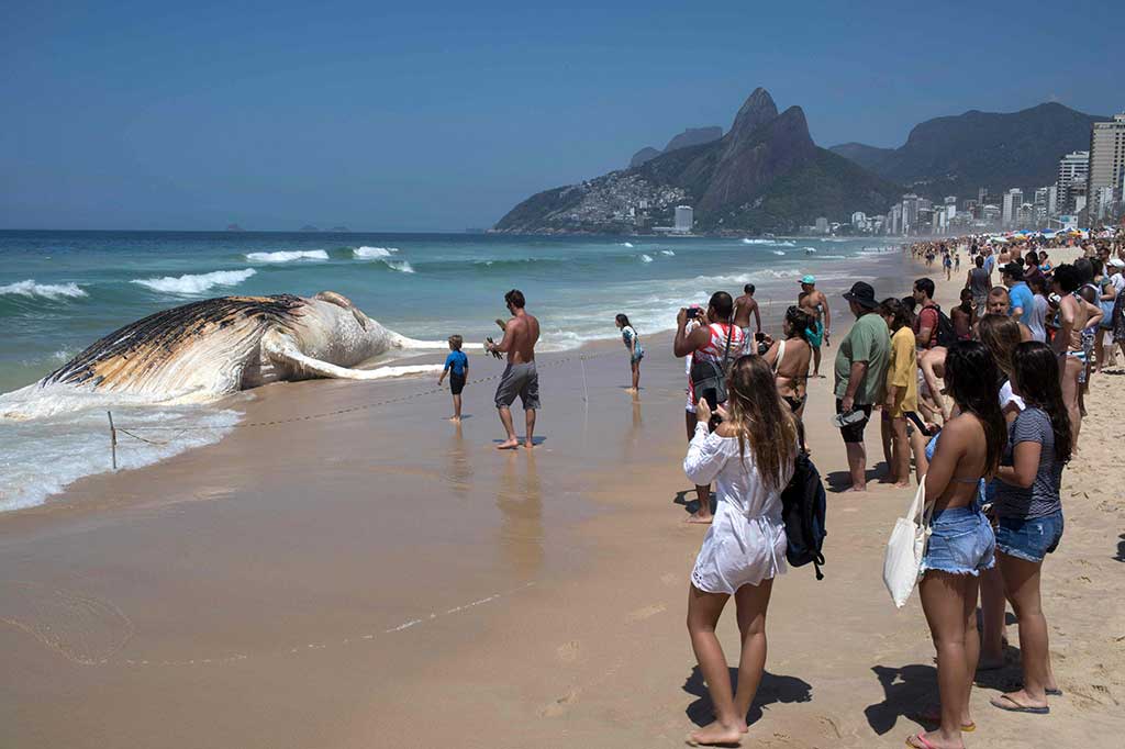 Pengunjung yang penasaran mengabadikan seekor paus bungkuk raksasa yang mati dan terdampar di Pantai Ipanema, Rio de Janeiro, Brasil, Rabu, 15 November 2017.