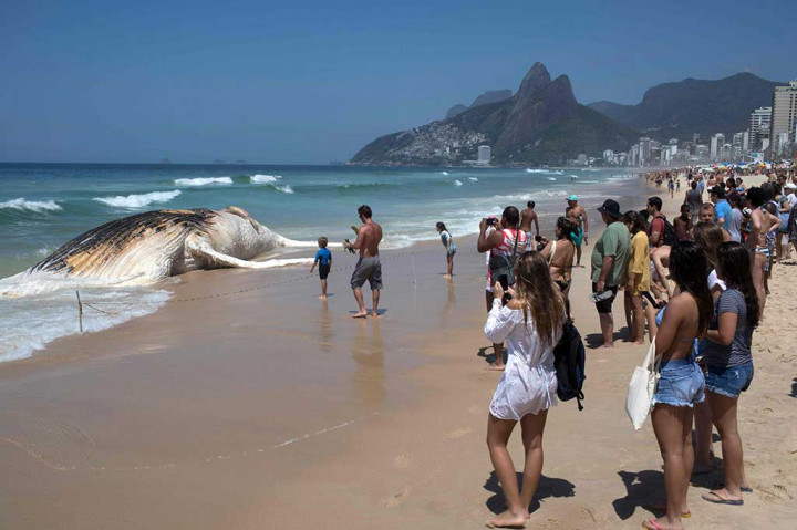 Pengunjung yang penasaran mengabadikan seekor paus bungkuk raksasa yang mati dan terdampar di Pantai Ipanema, Rio de Janeiro, Brasil, Rabu, 15 November 2017.