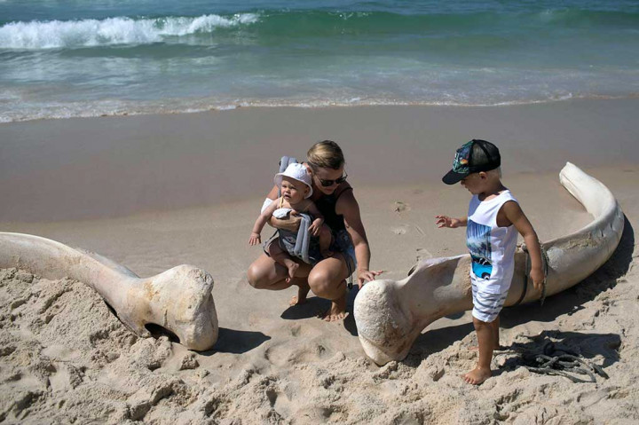 Pengunjung pantai menyentuh tulang rahang paus yang terlepas dan terhempas di pasir.