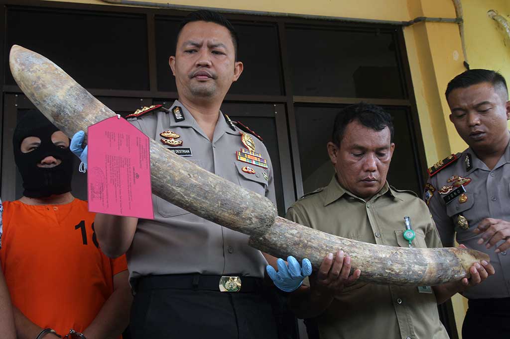 Kapolres Aceh Tamiang AKB Zulhir Destrian (kedua kiri) memperlihatkan tersangka dan barang bukti sepasang gading saat rilis di Mapolres Aceh Tamiang, Aceh, Kamis, 16 November 2017. ANTARA/Syifa Yulinnas