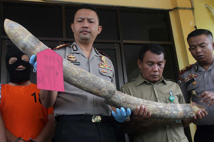 Kapolres Aceh Tamiang AKB Zulhir Destrian (kedua kiri) memperlihatkan tersangka dan barang bukti sepasang gading saat rilis di Mapolres Aceh Tamiang, Aceh, Kamis, 16 November 2017. ANTARA/Syifa Yulinnas