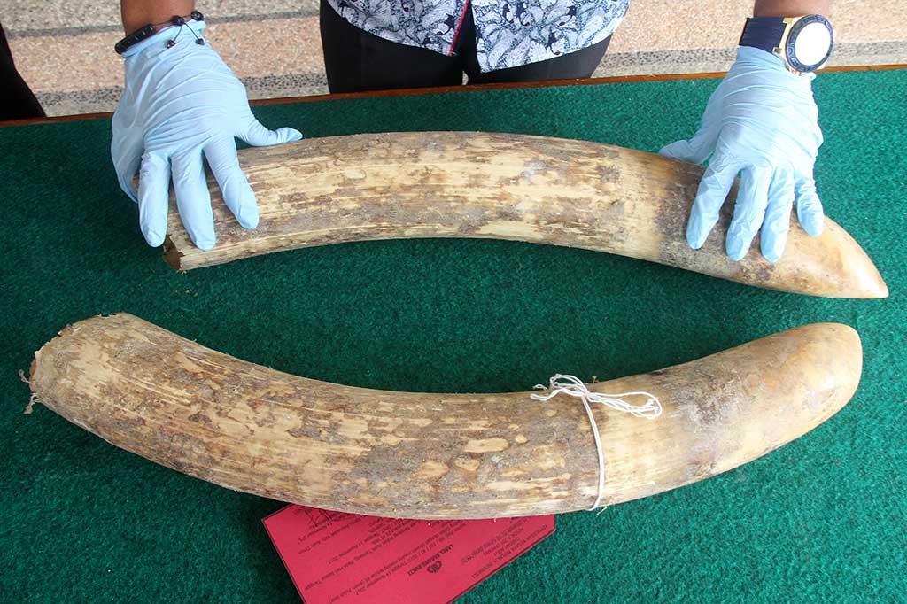 Polisi berhasil mengamankan pelaku dengan inisial S (46) beserta barang bukti sepasang gading gajah dengan berat 10 kg dan panjang 65 cm, saat melintas di depan Mapolsek Kuala Simpang dengan menggunakan mobil, Selasa, 14 November 2017 malam. ANTARA/Syifa Yulinnas