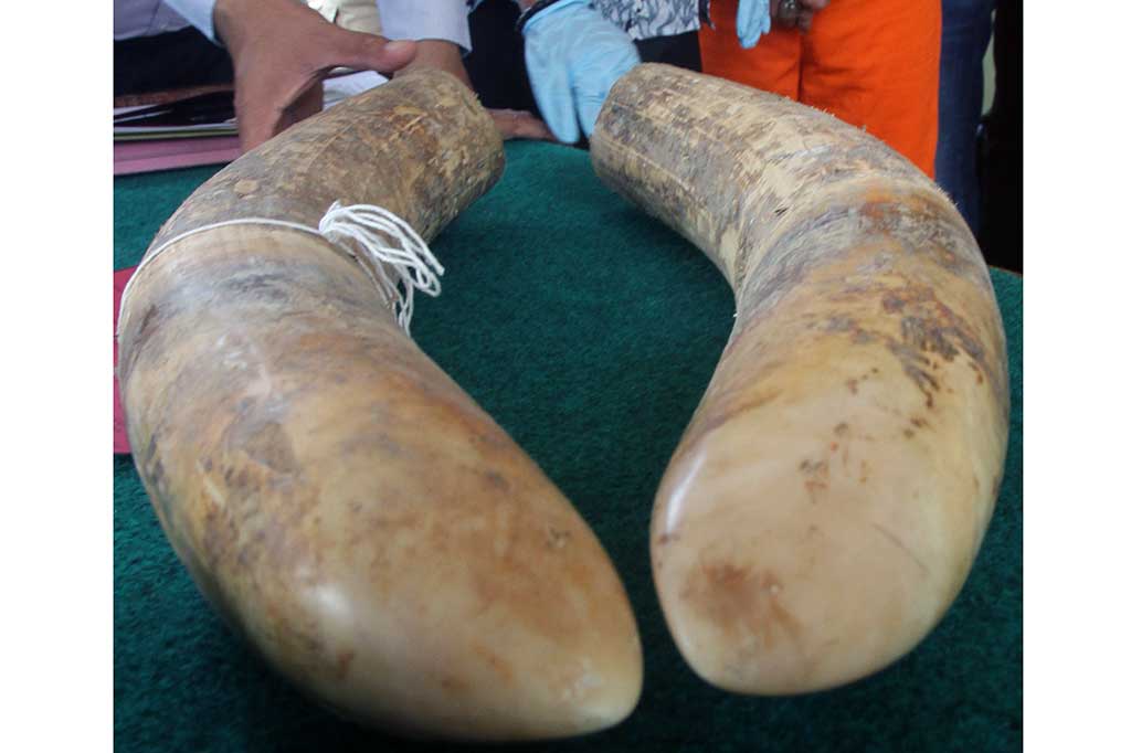 Tersangka dijerat dengan pasal 21 ayat 2 dan pasal 40 ayat 2 UUD RI No 5 Tahun 1990 tentang konservasi sumber daya alam hayati dan ekosistem dengan ancaman hukuman lima tahun penjara dan denda Rp100 juta. AFP/Januar