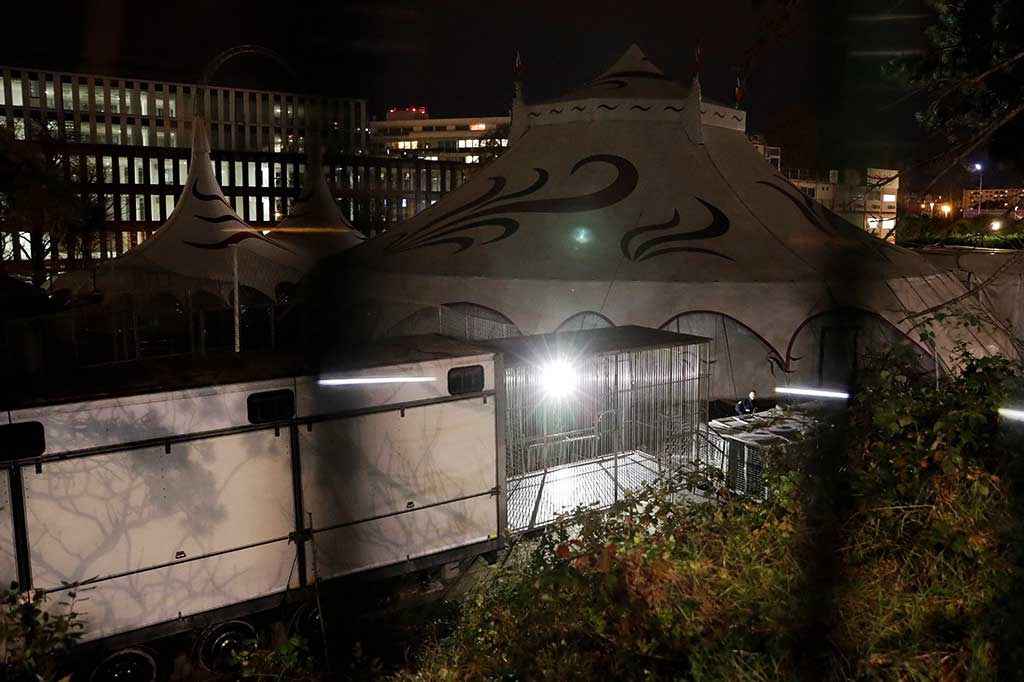 Belum diketahui penyebab harimau tersebut kabur dari sirkus Bormann-Moreno, yang baru saja pindah ke daerah itu. Sirkus berencana membuka pertunjukan pada 3 Desember mendatang.