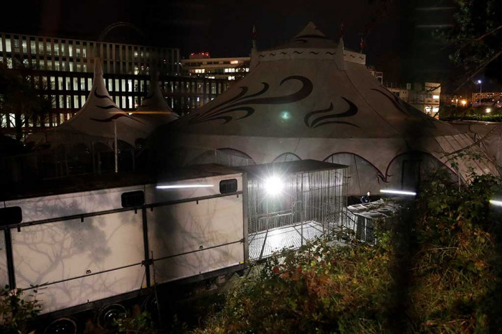 Belum diketahui penyebab harimau tersebut kabur dari sirkus Bormann-Moreno, yang baru saja pindah ke daerah itu. Sirkus berencana membuka pertunjukan pada 3 Desember mendatang.