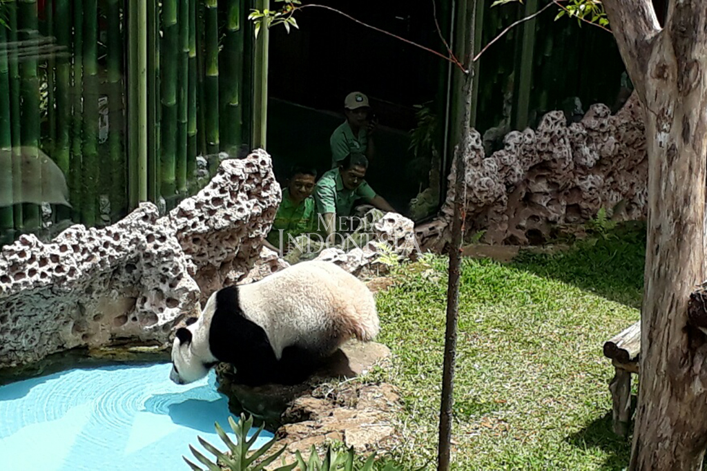 Liu mengatakan, Cai Tao dan Hu Chun sangat menyukai iklim di Indonesia. Keduanya juga terlihat semakin gemuk.