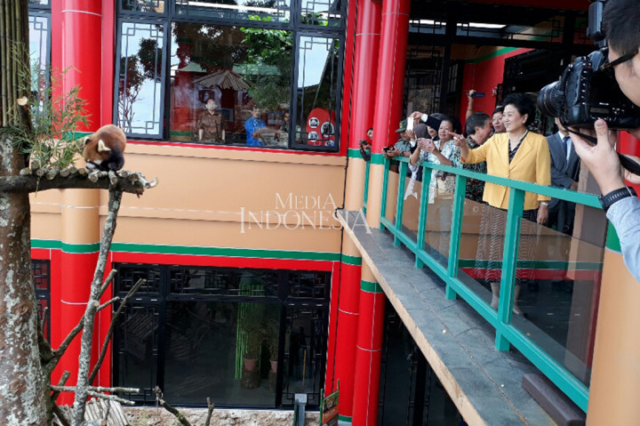 Liu nampak sangat antusias melihat tingkah laku satwa endemik negeri Tirai Bambu itu.