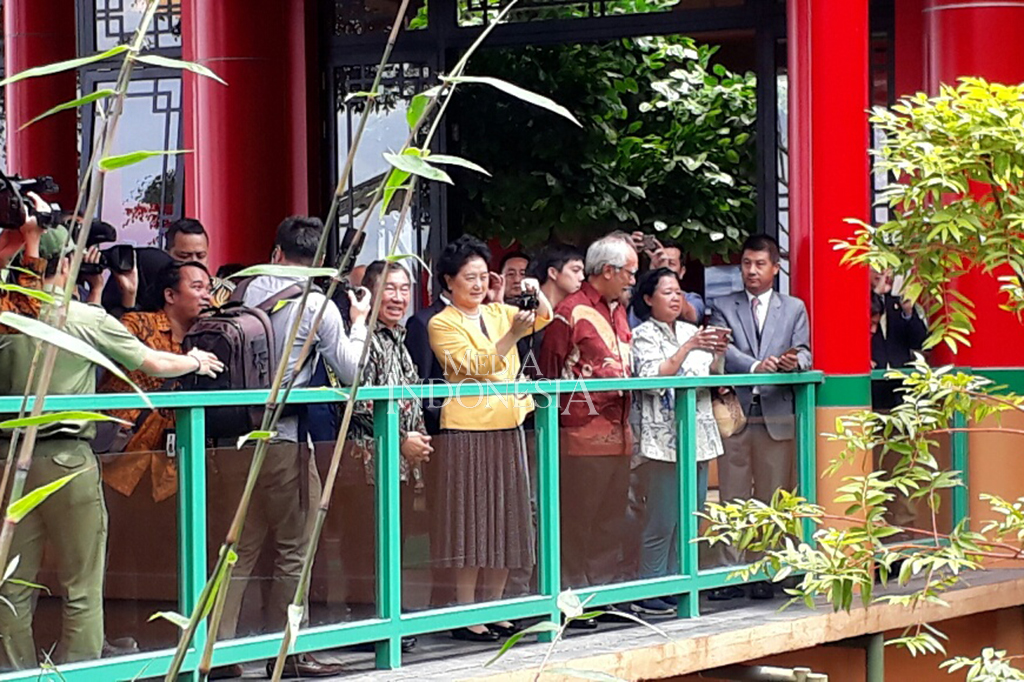 Dengan kamera poketnya, Liu terus memotret dan merekam panda yang tengah memakan daun bambu. 
