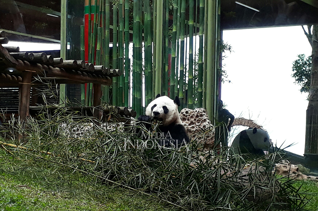 Liu juga mengunjungi istana panda, di mana dua Giant Panda bernama Cai Tao dan Hu Chun yang baru dikirim dari Tiongkok akhir September 2017 lalu berada.

