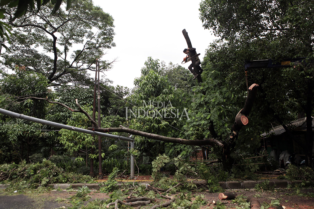 Sebuah pohon di Jl Purworejo, Menteng, Jakarta Pusat, tumbang menimpa tiang lampu penerangan jalanan umum (PJU). 