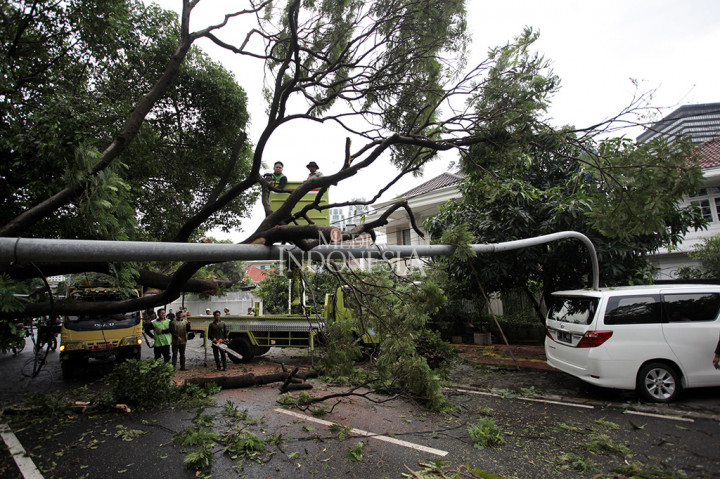 Petugas memotong pohon tumbang yang menimpa lampu penerangan jalanan umum (PJU) dan sebuah mobil di Jalan Purworejo, Menteng, Jakarta Pusat.