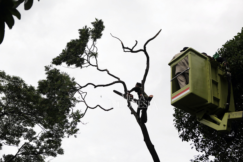 Beruntung, kejadian akibat dari hujan deras dan angin kencang itu tidak mengakibatkan korban jiwa.
