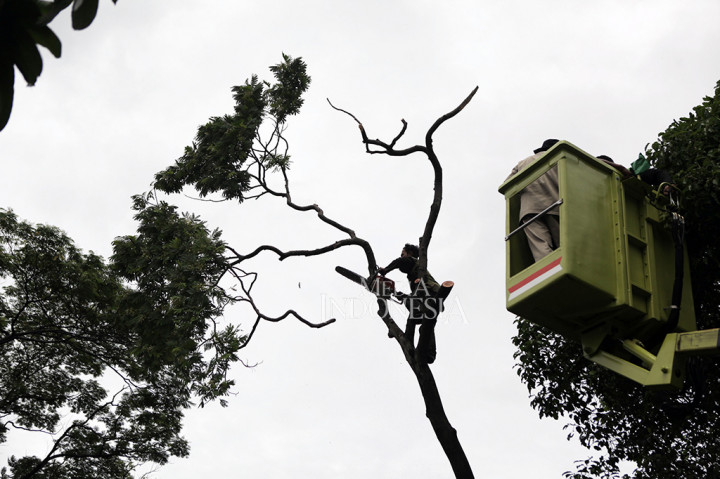 Beruntung, kejadian akibat dari hujan deras dan angin kencang itu tidak mengakibatkan korban jiwa.
