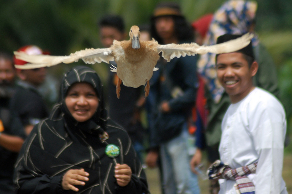 Pacu itik adalah lomba balap itik terbang, tradisi khas Payakumbuh, Sumatera Barat.