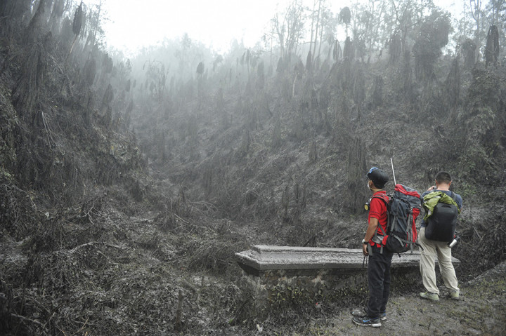 Relawan dari Bali Rumah Singgah Satwa meninjau pepohonan yang mati akibat abu vulkanis saat mencari hewan-hewan terdampak bencana Gunung Agung, di Sebudi, Karangasem, Bali.