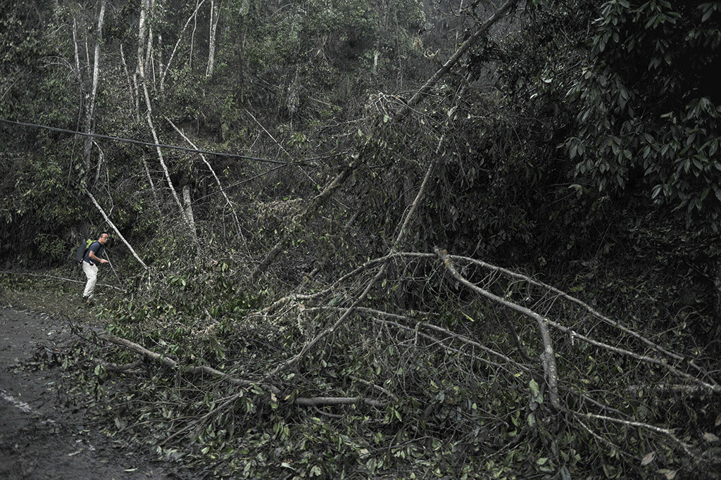Selain pepohonan yang mulai berguguran, terlihat beberapa hewan kelaparan dan mati di lokasi yang hanya berjarak lima kilometer dari puncak Gunung Agung. 