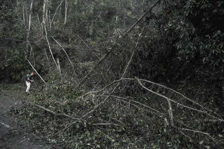 Selain pepohonan yang mulai berguguran, terlihat beberapa hewan kelaparan dan mati di lokasi yang hanya berjarak lima kilometer dari puncak Gunung Agung. 