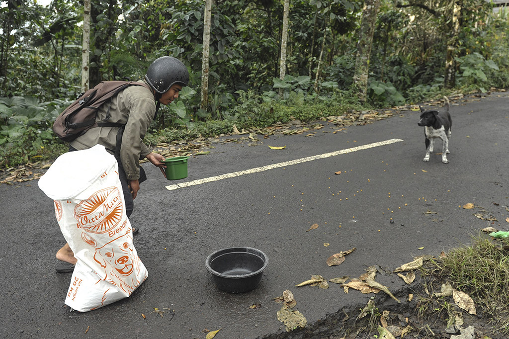 Oleh karena itu, relawan dari Bali Rumah Singgah Satwa memberi makan hewan yang ditinggal pemiliknya mengungsi, di Sebudi, Karangasem, Bali. Kegiatan tersebut dilakukan untuk membantu hewan-hewan peliharaan agar tidak kelaparan dan tetap dapat bertahan hidup pascaditinggal pemiliknya mengungsi akibat bencana Gunung Agung.