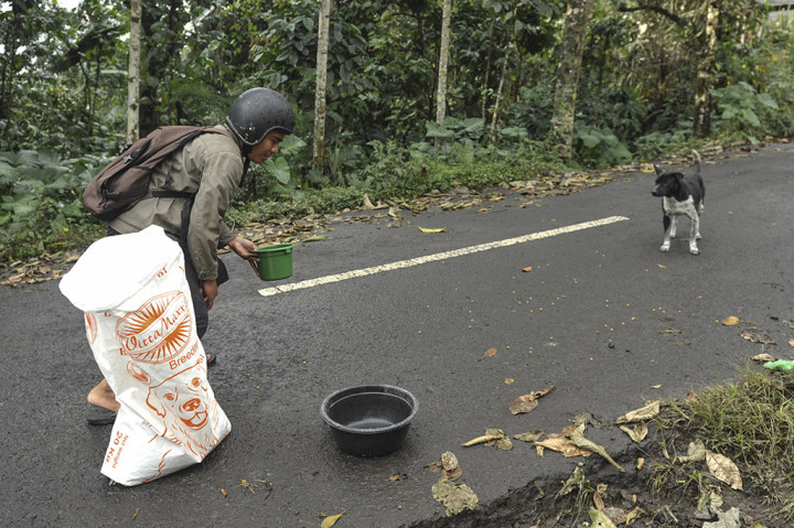 Oleh karena itu, relawan dari Bali Rumah Singgah Satwa memberi makan hewan yang ditinggal pemiliknya mengungsi, di Sebudi, Karangasem, Bali. Kegiatan tersebut dilakukan untuk membantu hewan-hewan peliharaan agar tidak kelaparan dan tetap dapat bertahan hidup pascaditinggal pemiliknya mengungsi akibat bencana Gunung Agung.