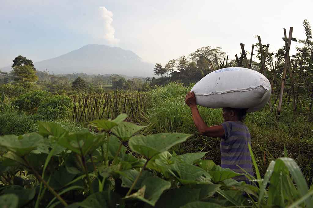 Petani akan memupuk lahan pertaniannya dengan latar belakang Gunung Agung yang mengembuskan asap putih, di Desa Sidemen, Karangasem, Bali.