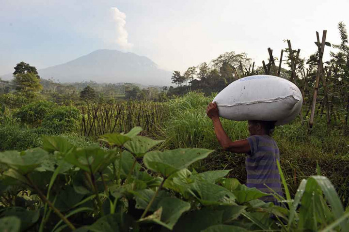 Petani akan memupuk lahan pertaniannya dengan latar belakang Gunung Agung yang mengembuskan asap putih, di Desa Sidemen, Karangasem, Bali.