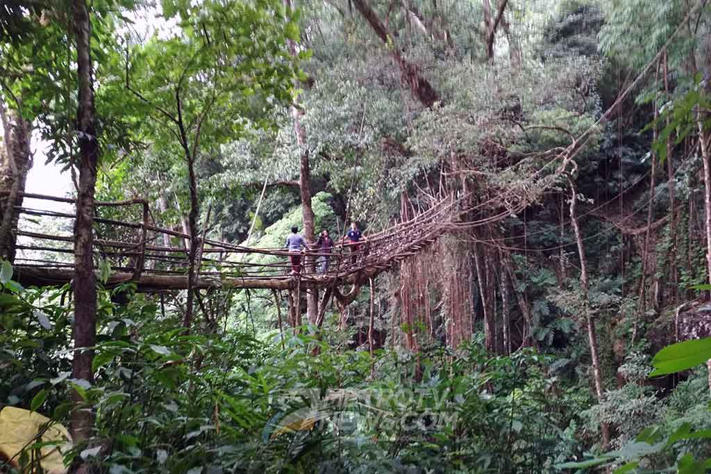 Jembatan akar di Desa Mawkyrnot di Meghalaya, India disebut sebagai yang terpanjang di dunia. Panjang jembatan akar tersebut mencapai 50 meter.