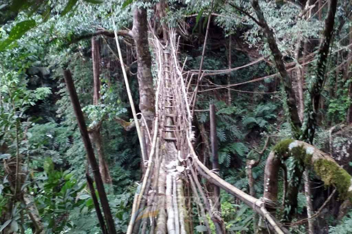 Jembatan akar di Negara Bagian Meghalaya tersebut berasal dari jalinan akar pohon jenis Ficus elastica yang kemudian dibiarkan tumbuh selama 20-30 tahun.