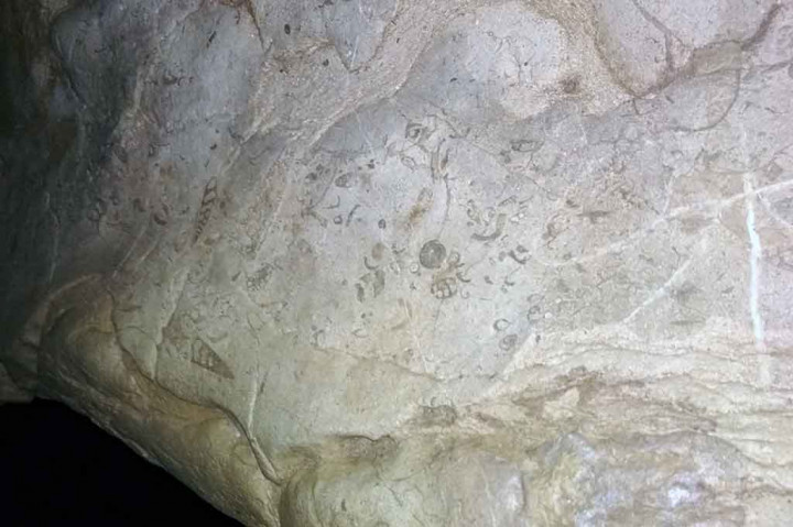 Gua ini dihiasi dengan fosil hewan laut dari masa purba. Pemandu akan memperlihatkan lokasi fosil selama perjalanan ke ujung gua.