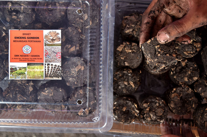 Bahkan kalangan siswa SMK Negeri 1 Bawen berhasil memanfaatkan tanaman gulma tersebut sebagai bahan bakar alternatif 'briket'.