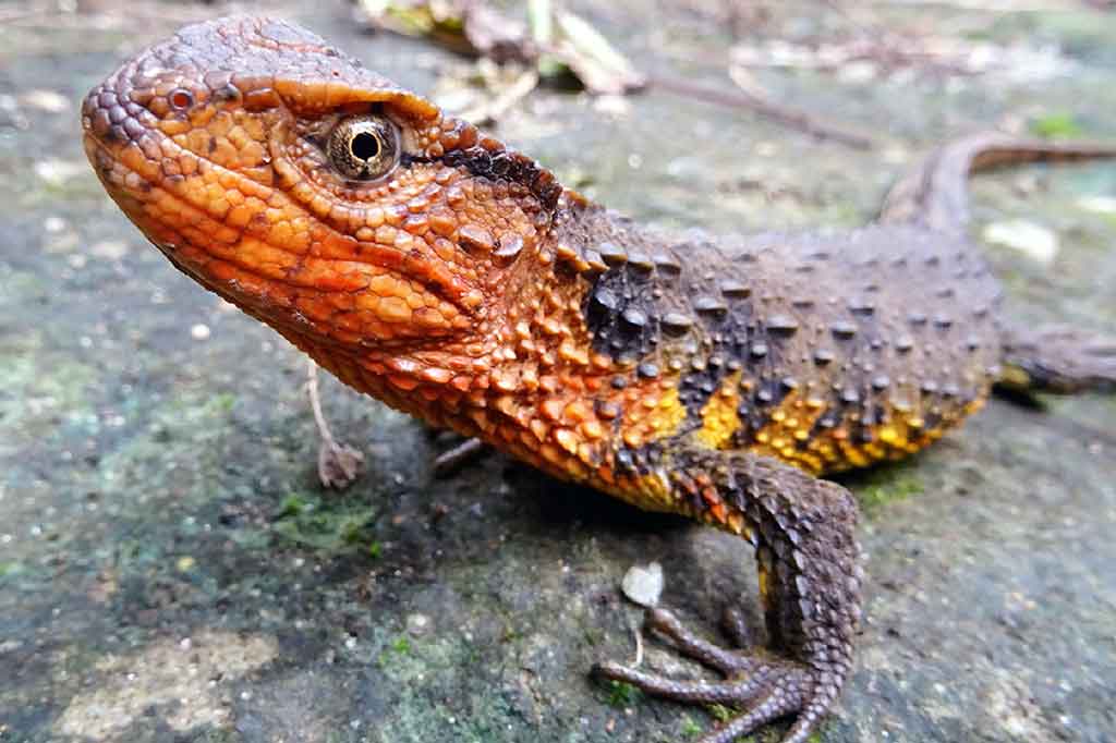 Foto tidak bertanggal yang dipublis oleh WWF pada 19 Desember 2017 menunjukkan kadal buaya vietnam (Shinisaurus crocodilurus vietnamensis) yang ditemukan di hutan cemara Vietnam utara.
