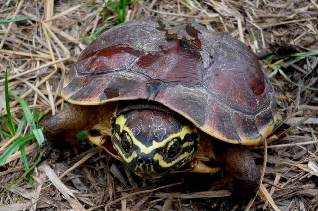 Spesies baru berupa seekor kura-kura pemakan siput (Malayemys isan) yang ditemukan di sebuah pasar di kota utara Thailand, Udon Thani. 
