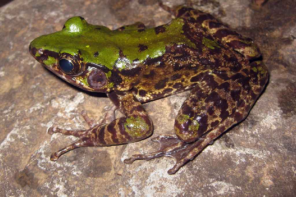 Seekor katak berwarna cerah (Odorrana mutschmanni) yang ditemukan di sebuah hutan di Vietnam.