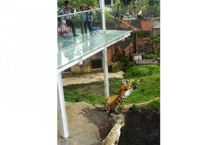 Batu Secret Zoo buka setiap hari mulai pukul 10.00-18.00 WIB dengan harga tiket sebesar Rp55.000 per orang untuk Senin-Kamis, dan Rp65.000 per orang untuk Jumat-Minggu. Pengunjung juga dapat membeli tiket terusan untuk mengunjungi Museum Satwa dan Batu Secret Zoo sebesar Rp60.000 per orang untuk Senin-Kamis atau Rp75.000 untuk Jumat-Minggu.