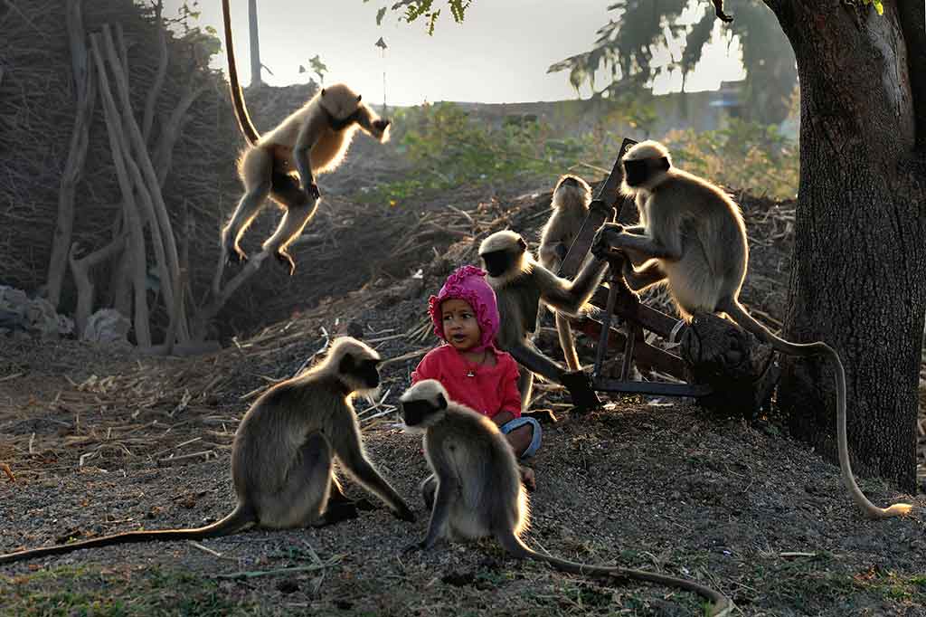 Di Distrik Allapur, Negara Bagian Karnataka, India, seorang anak  laki-laki berusia dua tahun telah menjadi Mowgli zaman modern. Dia berteman dengan sekelompok langur atau colobinae, jenis monyet dari keluarga monyet Dunia Lama (cercopitheceae).