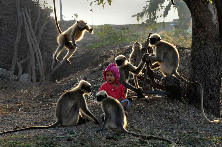 Di Distrik Allapur, Negara Bagian Karnataka, India, seorang anak  laki-laki berusia dua tahun telah menjadi Mowgli zaman modern. Dia berteman dengan sekelompok langur atau colobinae, jenis monyet dari keluarga monyet Dunia Lama (cercopitheceae).