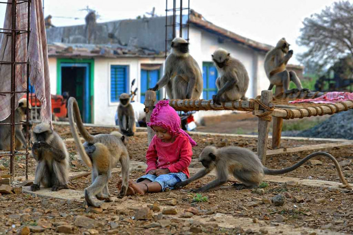 Persahabatan balita yang bernama Samarth Bangari yang tidak biasa tersebut, terungkap saat dia terlihat sendirian di desanya di selatan India bermain bersama hampir dua lusin langur abu-abu.