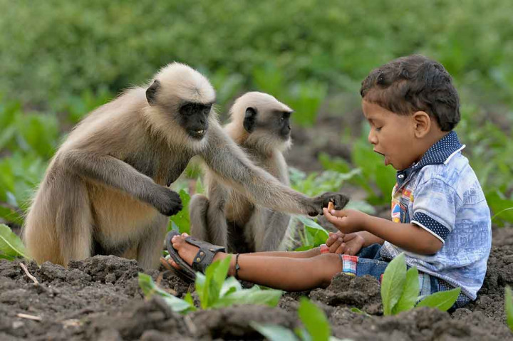 Tapi segera menjadi jelas setelah hewan-hewan tersebut lebih nyaman berada di dekat Bangari, karena anak kecil itu senang membagi sebagian makanannya dengan kawanan monyet yang mengunjunginya tersebut.