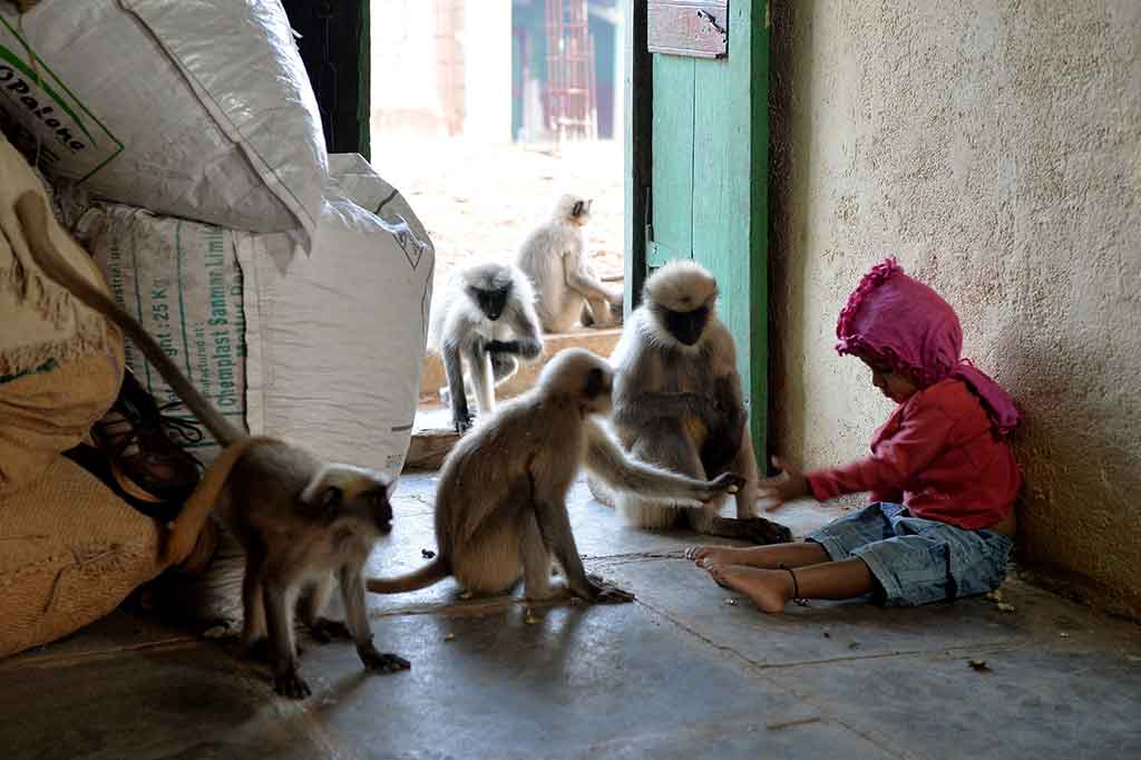 Monyet-monyet itu terus kembali, hari demi hari, untuk mengunjungi teman muda mereka di Allapur, kira-kira 400 kilometer dari Kota Bangalore. Sejak hari itu monyet-monyet tersebut tidak melewatkan satu hari pun. Mereka datang ke rumah di saat waktu yang sama. Bahkan saat Bangari tidur, monyet-monyet itu yang pertama kali membangunkannya.