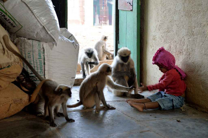 Monyet-monyet itu terus kembali, hari demi hari, untuk mengunjungi teman muda mereka di Allapur, kira-kira 400 kilometer dari Kota Bangalore. Sejak hari itu monyet-monyet tersebut tidak melewatkan satu hari pun. Mereka datang ke rumah di saat waktu yang sama. Bahkan saat Bangari tidur, monyet-monyet itu yang pertama kali membangunkannya.