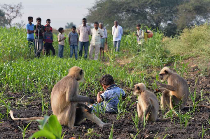 Hubungan yang tidak biasa itu menggelitik minat warga lokal, dan segera orang-orang mulai mengunjungi rumah tersebut untuk melihat sekilas Bangari yang tengah bercengkerama dengan sekitar 20 langur. Anehnya, saat anak-anak lain  duduk di samping Bangari, langur-langur itu menjadi agresif.
