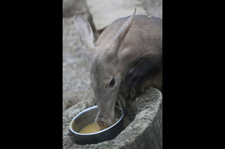 Seekor aardvark atau biasa dikenal dengan nama beruang semut (ant bear), hilang dalam insiden kebakaran di Kebun Binatang London. Beruang semut merupakan mamalia pemakan semut yang penyebarannya hanya dapat dijumpai di benua Afrika.