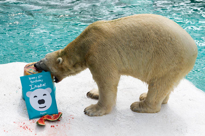 Pihak kebun binatang merayakan ulang tahun Inuka dengan memberinya kue. Inuka terlihat lahap memakan kue tersebut.