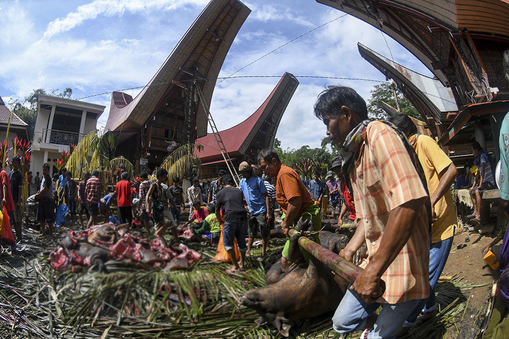 Suasana penyembelihan babi saat Upacara Mangrara Banua secara Aluk Todolo di Sangalla, Tana Toraja, Sulawesi Selatan.