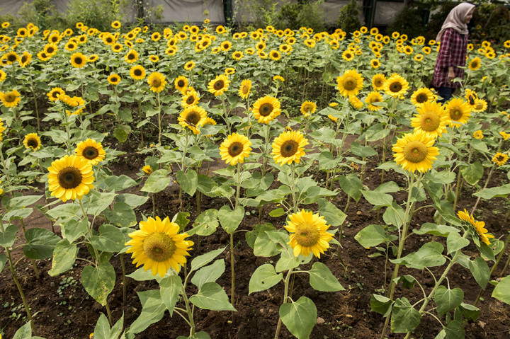 Pengunjung berjalan di area kebun bunga matahari di Bandung, Jawa Barat. Sunflower Festival ini digelar hingga 7 Desember 2017.